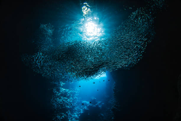 istock Sunlight shining through large school of small bait fish swimming murmuration through a dark ocean cave 1685935594