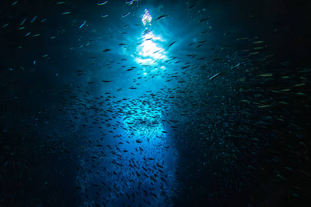istock Sunlight shining through large school of small bait fish swimming murmuration through a dark ocean cave 1685936097
