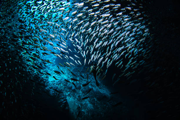 istock Sunlight shining through large school of small bait fish swimming murmuration through a dark ocean cave 1685936100