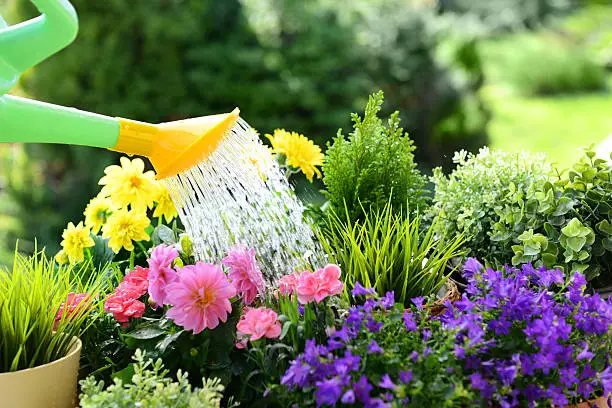 Watering can sprinkling a flowering plant