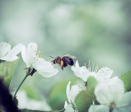 honey bee pollinating cherry blossoms