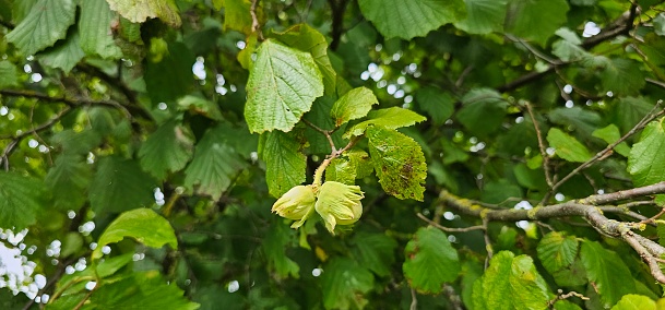 A hazelnut tree with many hazelnut fruits (Corylus avellana)