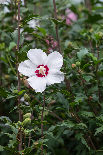 A white Rose of Sharon found in the park. national flower of korea. Hibiscus syriacus