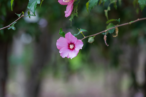 A pink Rose of Sharon I found in the park. national flower of korea. Hibiscus syriacus