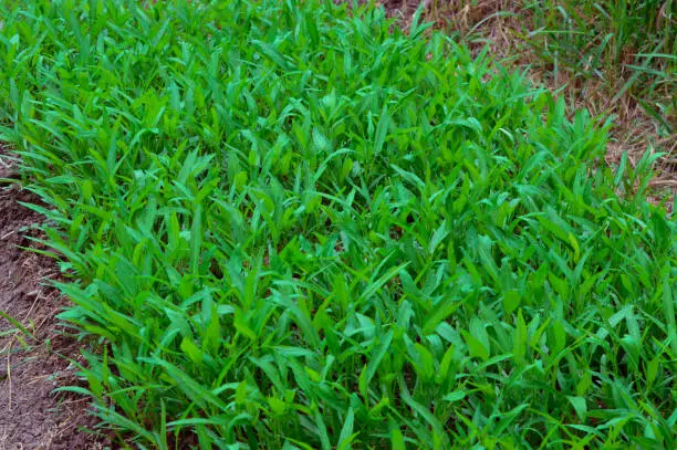 Fresh Green Leaves Of Young Terrestrial Water Spinach Plants Are Grown In Village Farmland