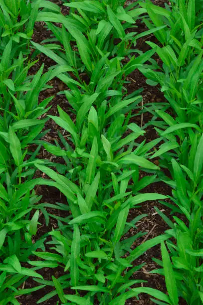 High Angle View Vertical Row Pattern Of Young Water Spinach Plants Growing In Rows On The Soil