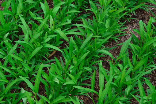 High Angle View Diagonal Row Pattern Of Young Water Spinach Plants Growing In Rows On The Soil