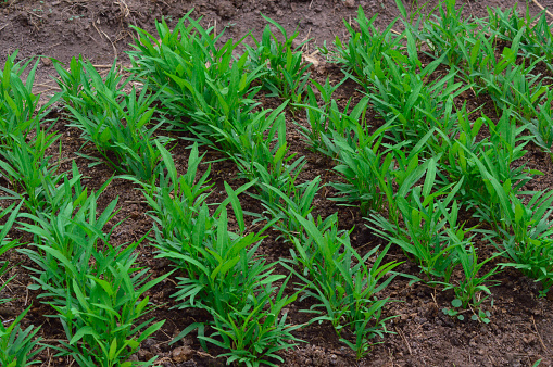 Perspective View Young Narrow Leaves Of Water Spinach Plants Growing In Rows In Agricultural Land