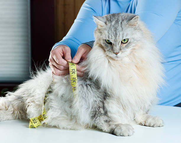 Over Weight Maine Coon Cat. stock photo