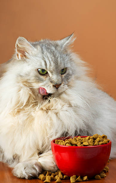 istock Maine Coon Cat Licking His Lips 168597294