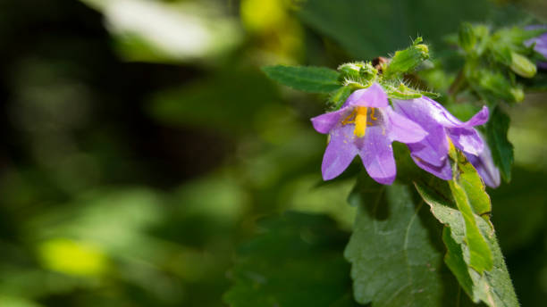 istock Wild flower in the forest Campanula persicifolia 1685973548