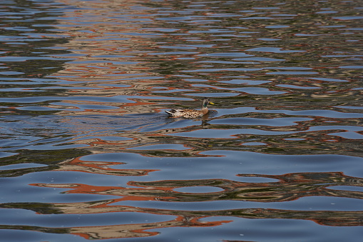 Little brown female duck swimming in Vltava river in summer. Prague, Czech Republic