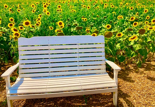 Bench in Sunflower Field