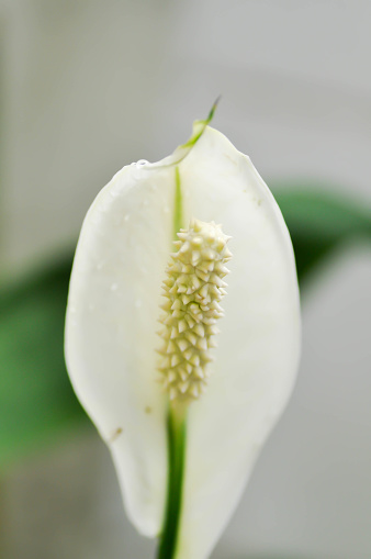 Spathiphyllum, monocotyledonous or Araceae or Spath or Lily Peace flower and rain drop or dew drop on the white flower