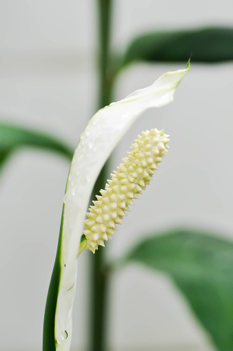 Spathiphyllum, monocotyledonous or Araceae or Spath or Lily Peace flower and rain drop or dew drop on the white flower