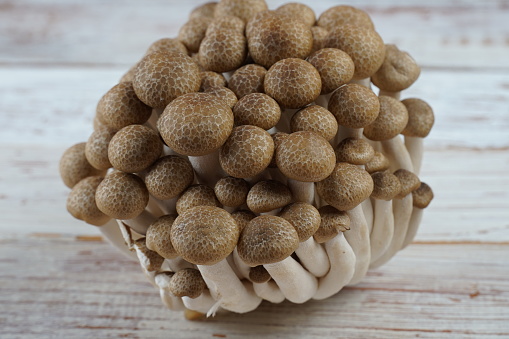 A bunch of brown honey agaric mushrooms