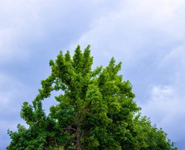 istock Beautiful white clouds and autumn trees against the blue sky. 1686015837
