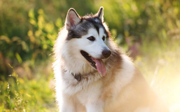 istock Portrait of Alaskan malamut dog 1686028462