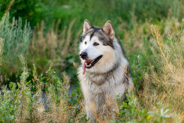 istock Summer husky portrait 1686028870
