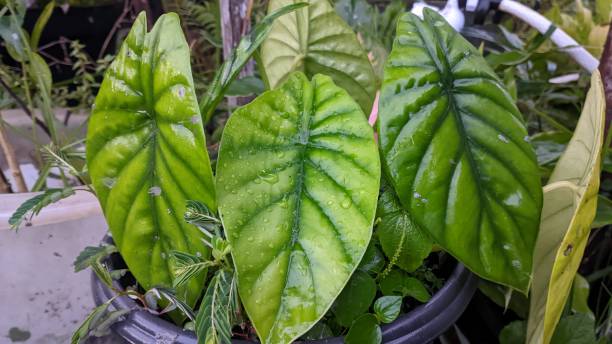 istock Taro leaves wet from rain 1686028981