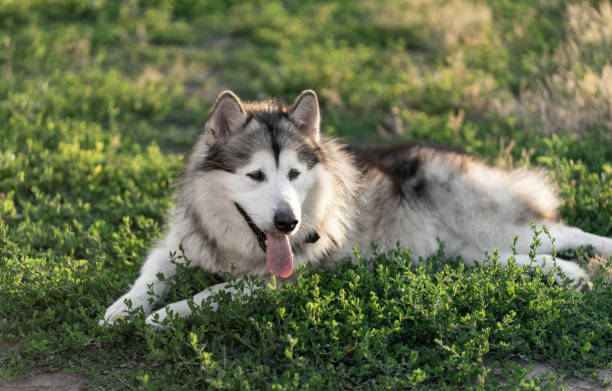 istock Lovely dog resting on green grass 1686028996