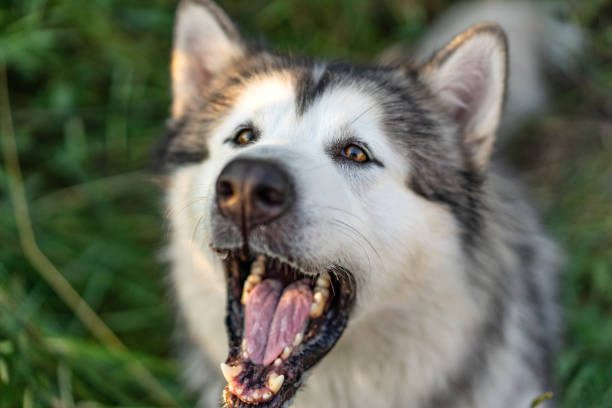 istock Young dog with open mouth 1686028999