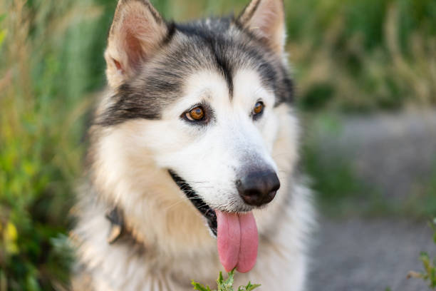 istock Summer husky portrait 1686029001