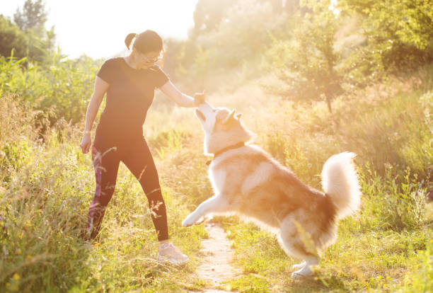 istock Training dog to stand on hind legs 1686031060