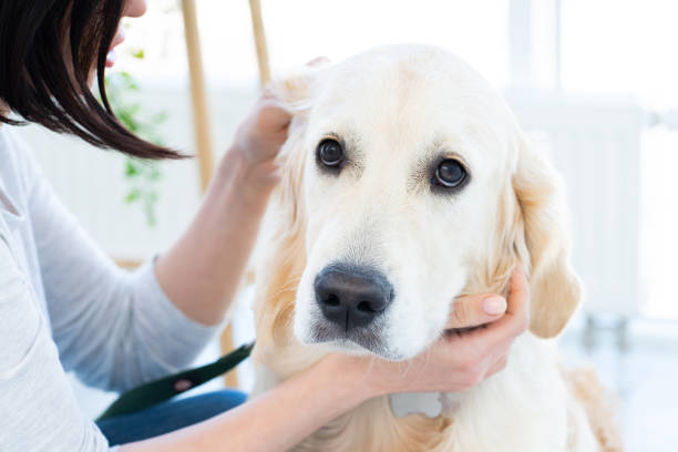 istock Cute golden retriever indoors 1686057210