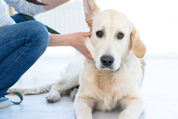 istock Examining of dog's ear 1686057717