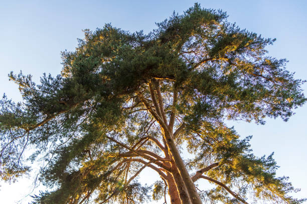 istock Shot of the big pine tree. Nature 1686063429