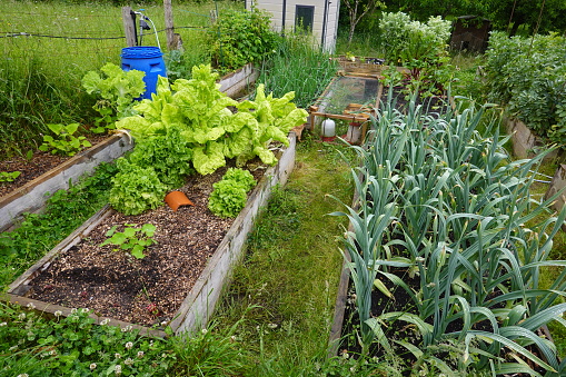 organic family garden. Wooden beds to grow vegetables in the backyard garden. vegetable garden at home