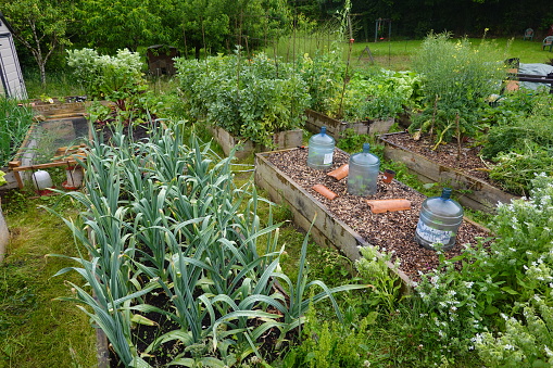 organic family garden. Wooden beds to grow vegetables in the backyard garden. vegetable garden at home