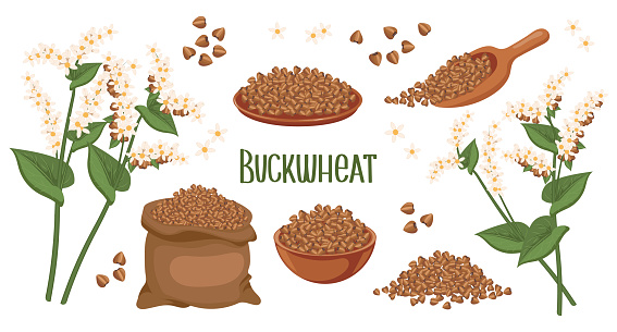 Set of buckwheat grains and spikelets. Buckwheat plant, buckwheat grains in a plate, spoon and bag. Agriculture, food icons, design elements, vector