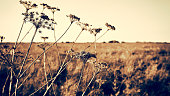 Dry plants in the meadow close-up. Wild dry field plants in autumn at sunset
