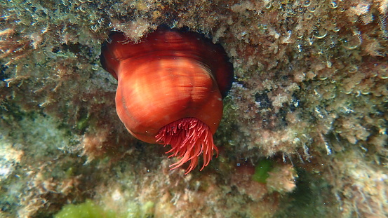 Plum anemone, beadlet anemone or red sea anemone (Actinia equina) undersea, Aegean Sea, Greece, Thasos island