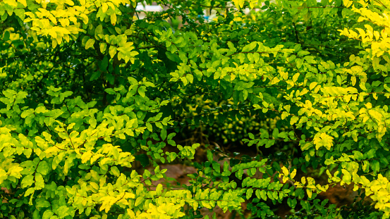 beautiful and amazing yellow leaves as background