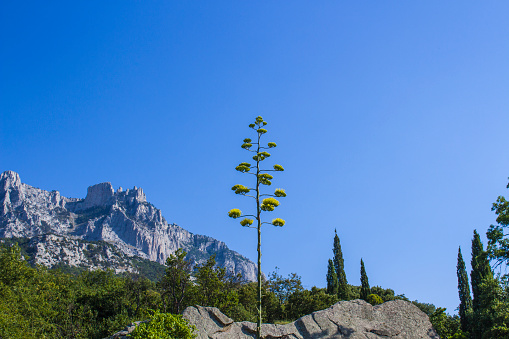 A tall rare tree against a background of mountains and sky. Beautiful exotic tree, beautiful landscape against the background of blue sky and mountains.