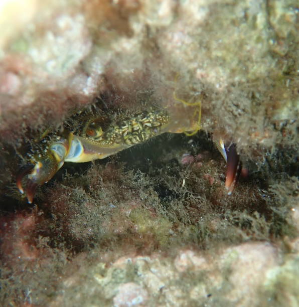 istock Yellow crab or warty crab (Eriphia verrucosa) undersea, Aegean Sea 1686096201
