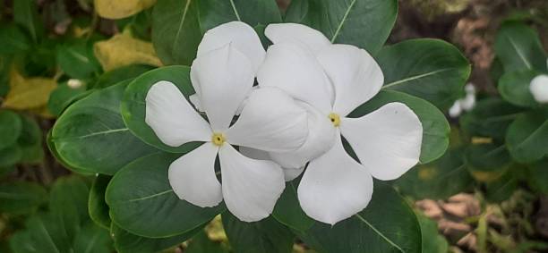 istock White Catharanthus Roseus Flowers on Green Leaves Background 1686097748