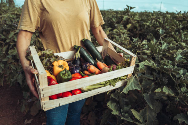 istock Woman bringing fresh groceries box: agricultural activity 1686100364