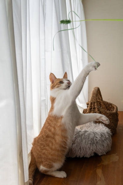 istock cat playing with toys 1686103563