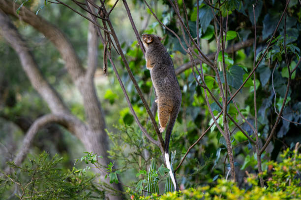 Australian ringtail possum climbing thin branches of a tree