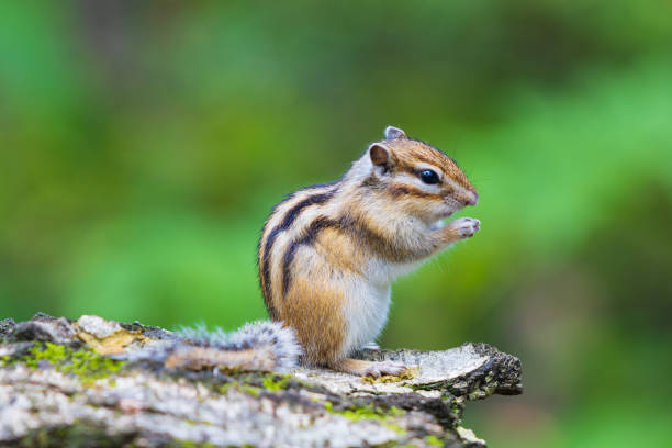 istock Portrait of a Siberian chipmunk 1686119712