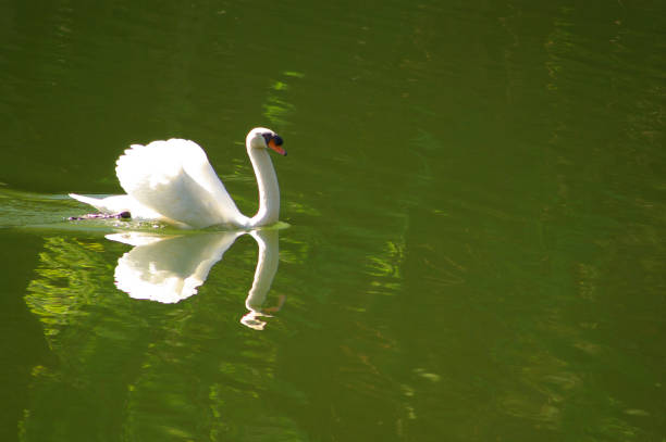 istock Graceful swan on a perfectly calm lake with mirror-like reflection 1686120238