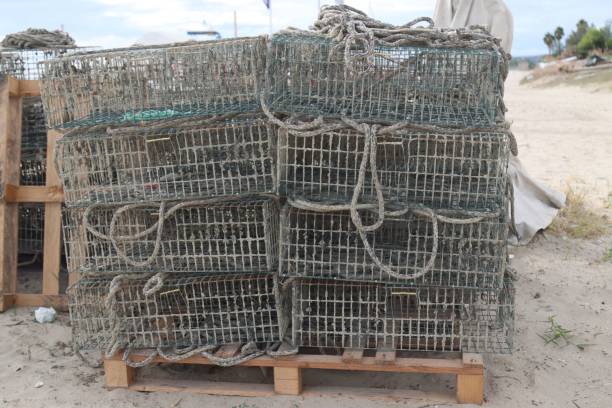 istock many traps stacked up in a row on pallets with ropes 1686120789