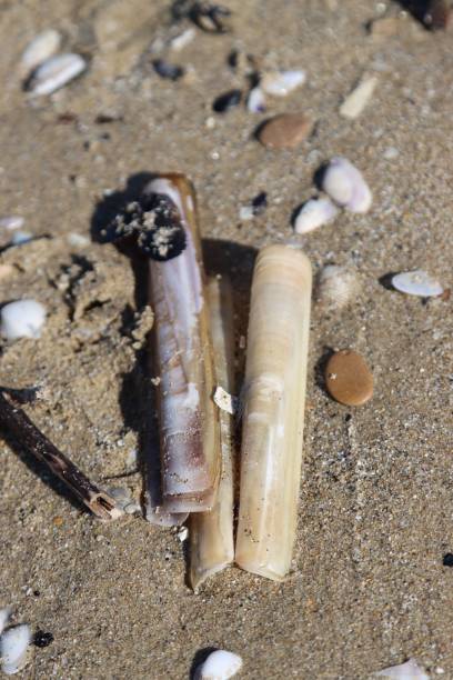 istock two pieces of plastic sit on top of sand with shells scattered around 1686120792