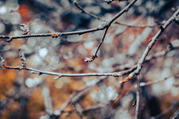 gros plan sur les branches et le feuillage secs dans la photo conceptuelle d’automne - branch dry defocused close up photos et images de collection