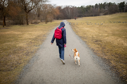 Mature adult woman walking a dog in a public park in Sweden, Stockholm. Her pet is a purebred Shiba inu. Woman is wearing a raincoat with a hood on her head because it is cloudy and it is raining on early spring morning.