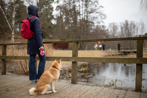 Mature adult woman walking a dog in a public park in Sweden, Stockholm. Her pet is a purebred Shiba inu. Woman is wearing a raincoat with a hood on her head because it is cloudy and it is raining on early spring morning.